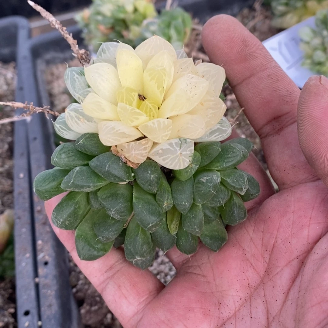 177 一组雨露群 超级福利