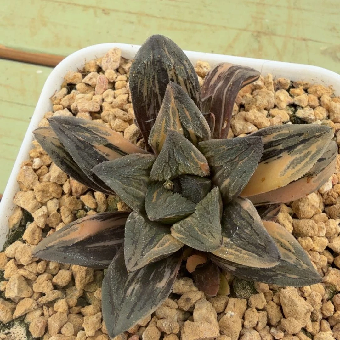 毛蟹寿锦锦上园艺一物一拍