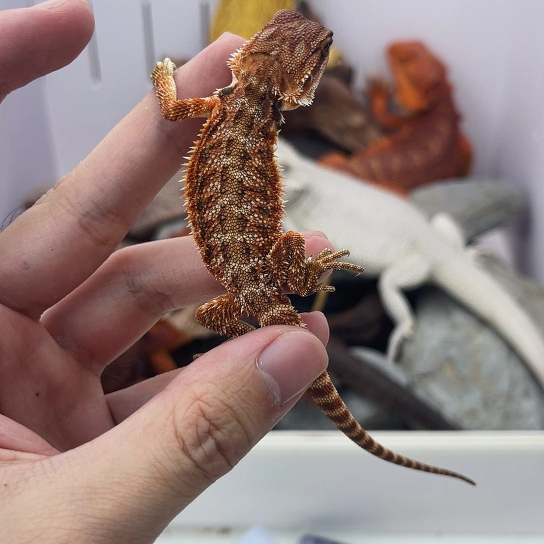 鬃狮蜥鬃狮蜥0020