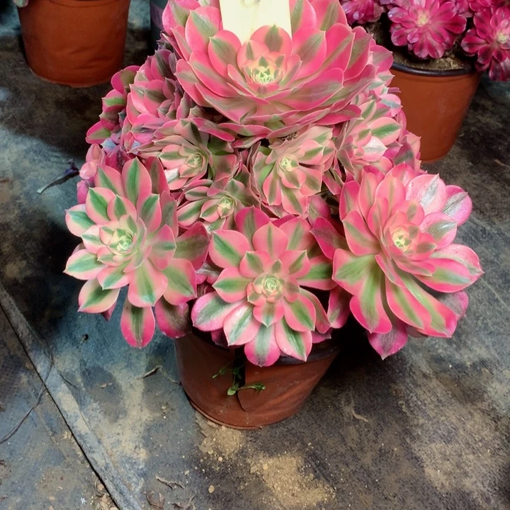 9粉女巫多肉111111