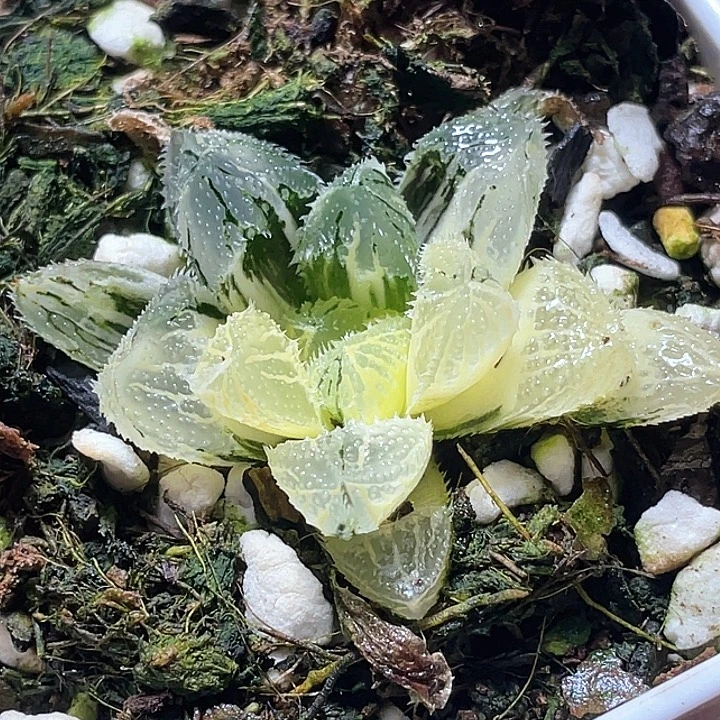 579荷塘月色锦特选福利