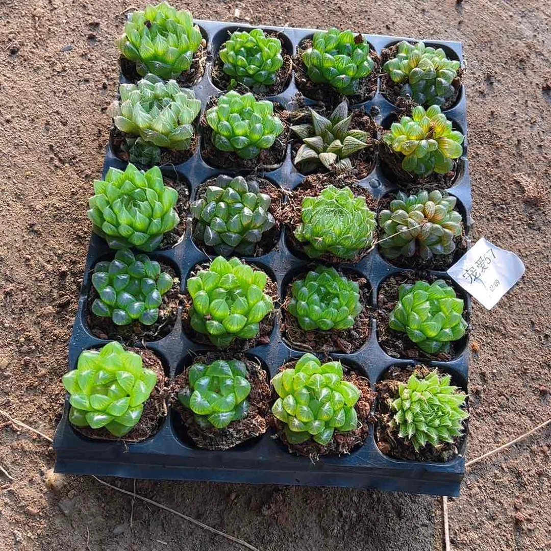 直播福利一物一拍57