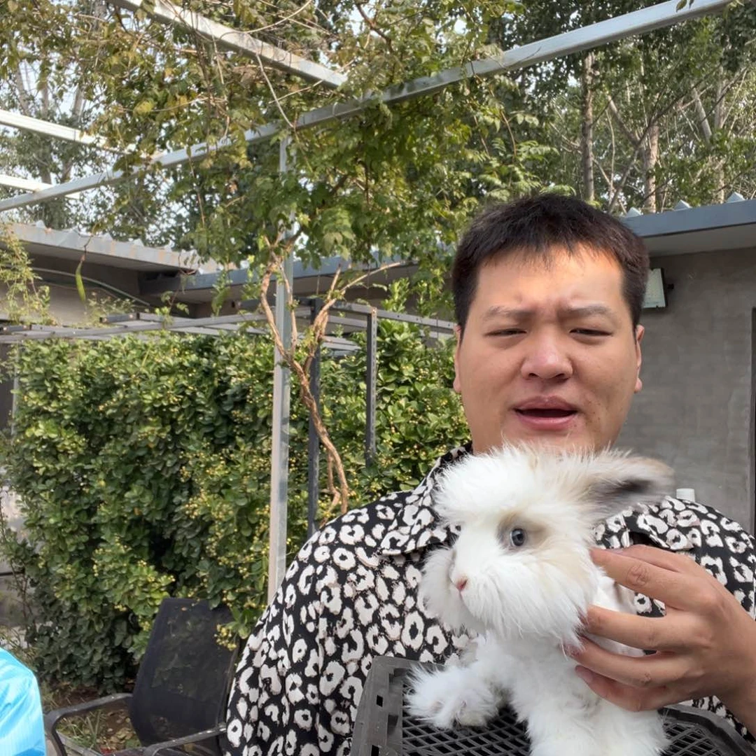 双血统英系安哥拉兔子