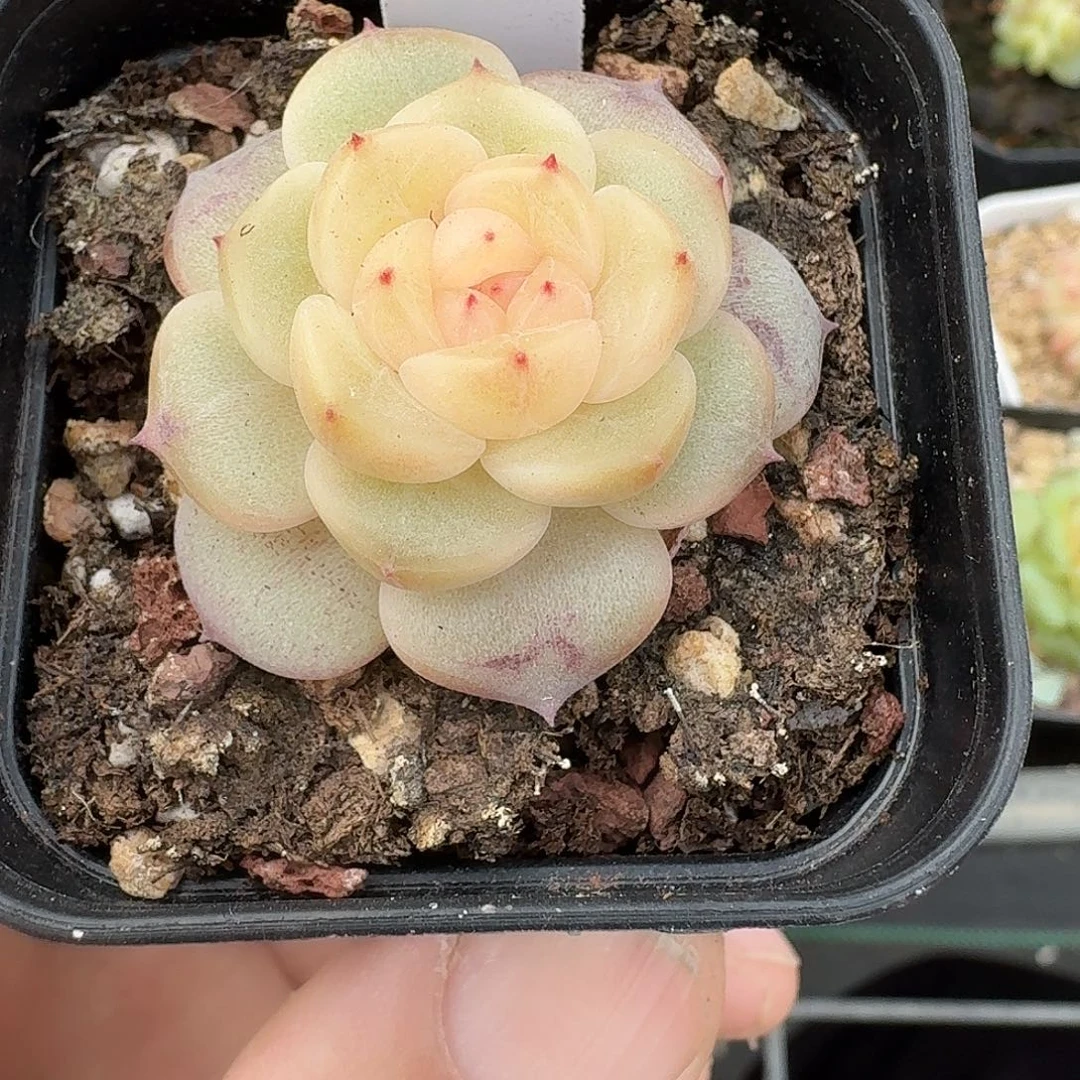 859荔枝甜心单头多肉植物