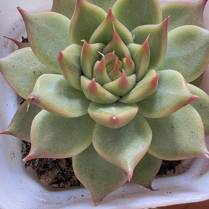 托斯卡19包邮多肉植物