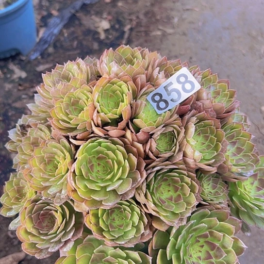 惜***下多肉植物一个红魔