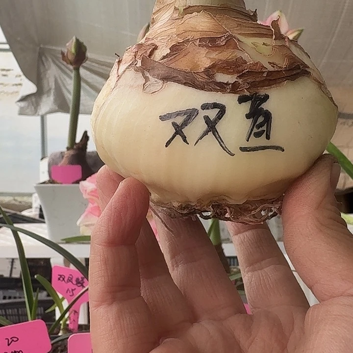 无花朵双黄朱顶红直径8cm