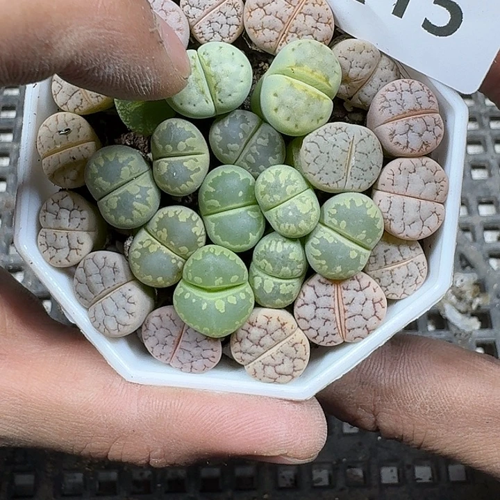 15 多肉植物多肉植物