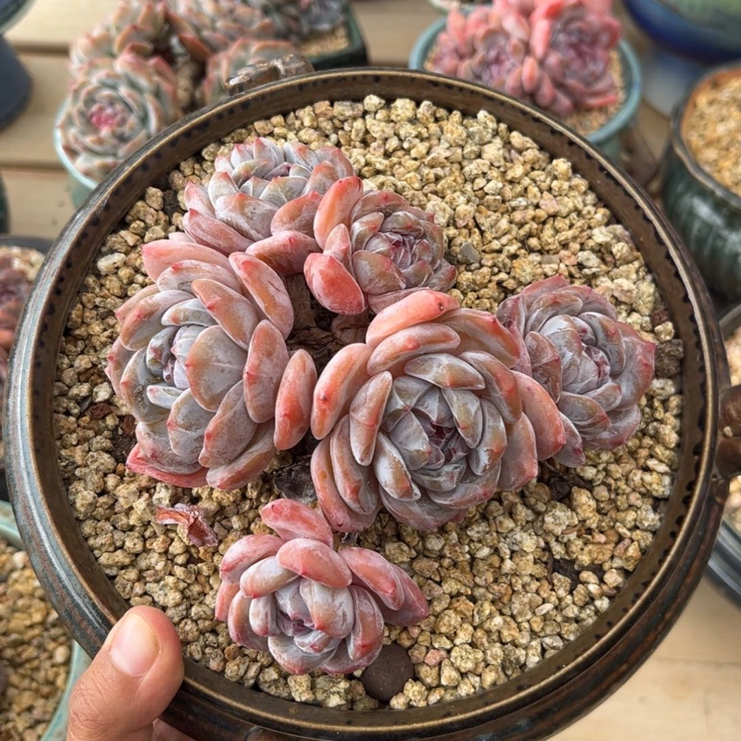 文子专拍哈哈哈哈哈哈