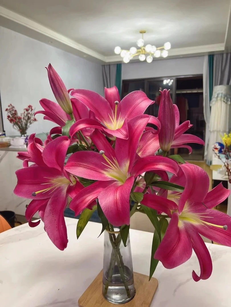 [普拉芬多]香水百合 一单包邮 云南鲜花昆明基地现采现发