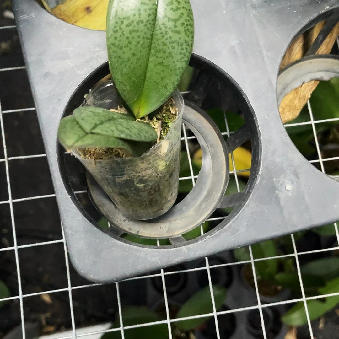 当前无花栽培后可以开花蝴蝶兰槟榔西施1.7