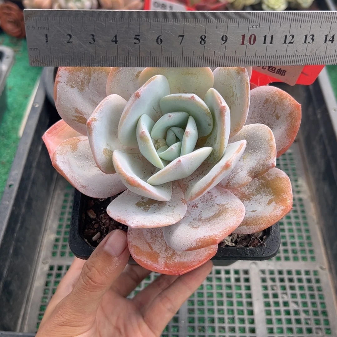 表妹精品多肉植物6356.