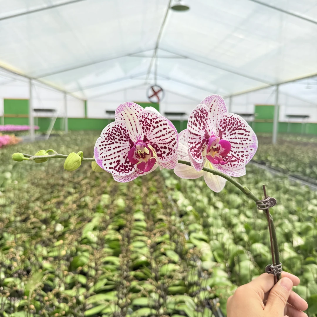 【龙王】精品蝴蝶兰  粉白色大花 带花带花苞 3.0寸大杯