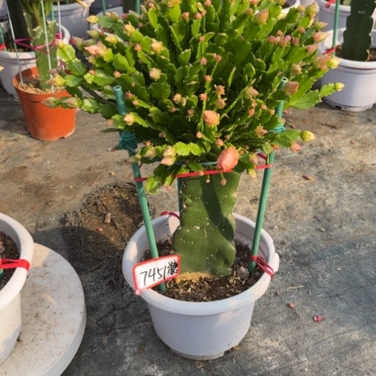 糖***糖白盆028蟹爪兰7451