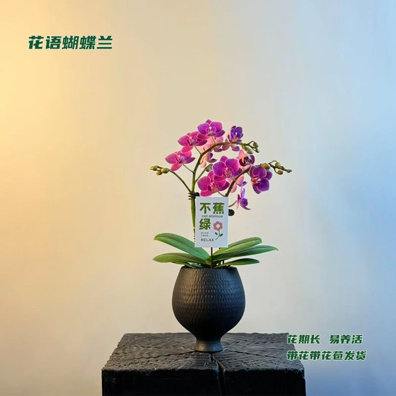 蝴蝶兰【欧洲小蓝】 带花带花苞发货 室内客厅阳台花卉 好养易活