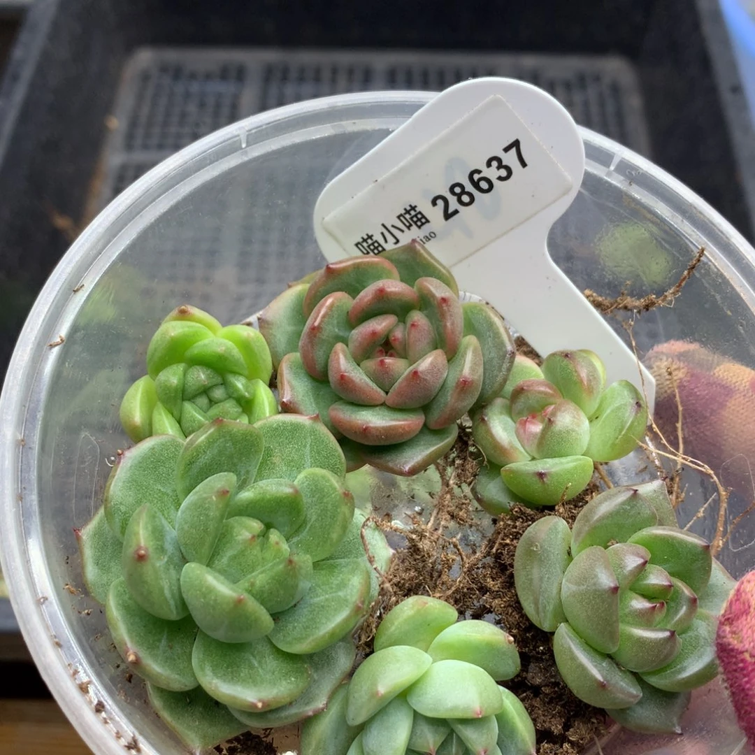 多肉植物东云珍妮
