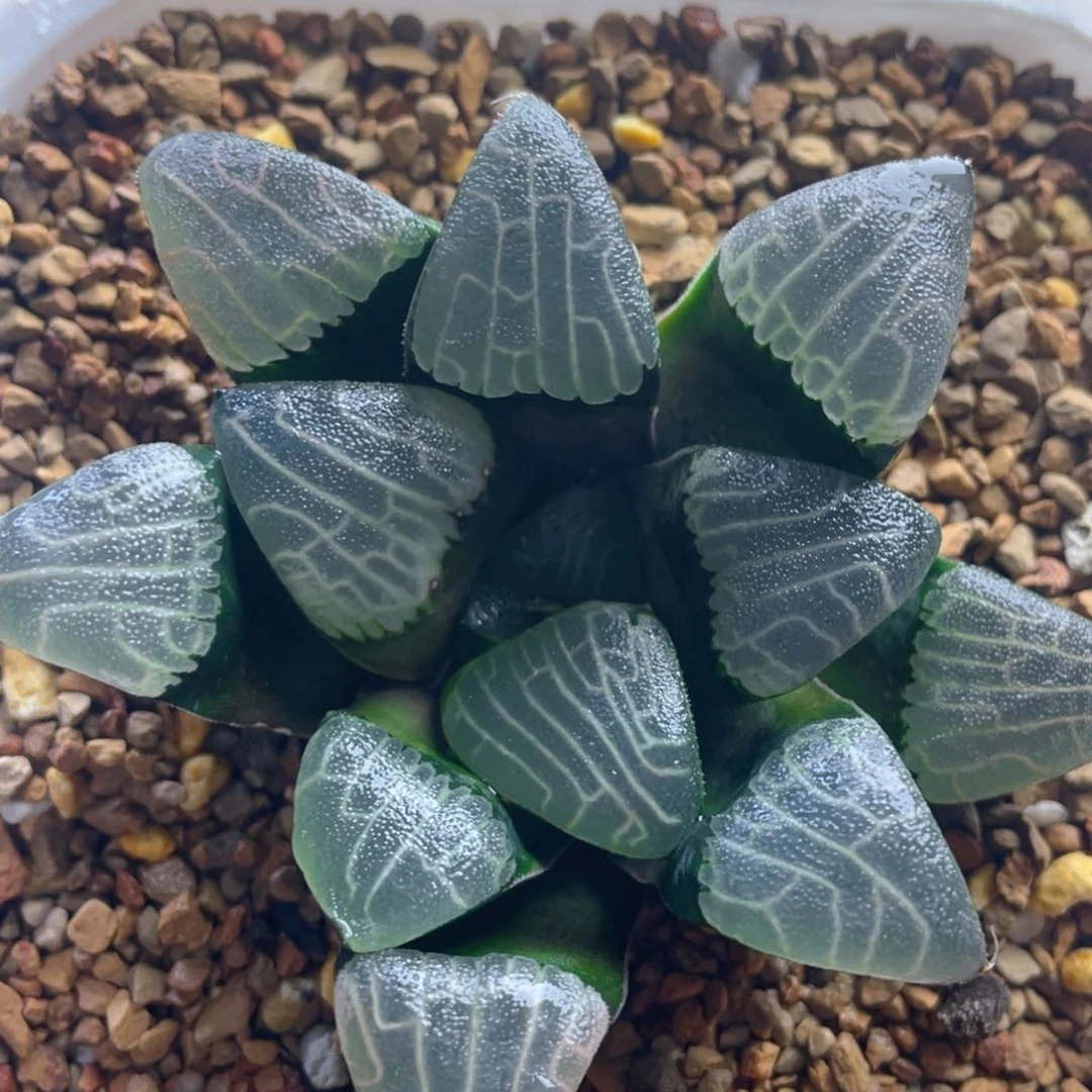 幽*十二卷多肉实生克。