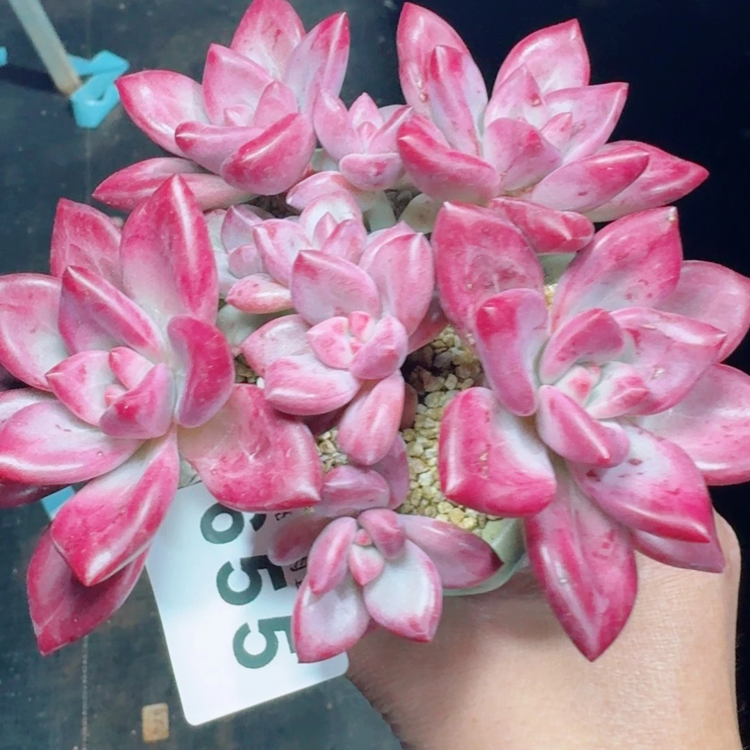 赫菲斯托      愿你一路坦途，乘风破浪展宏图