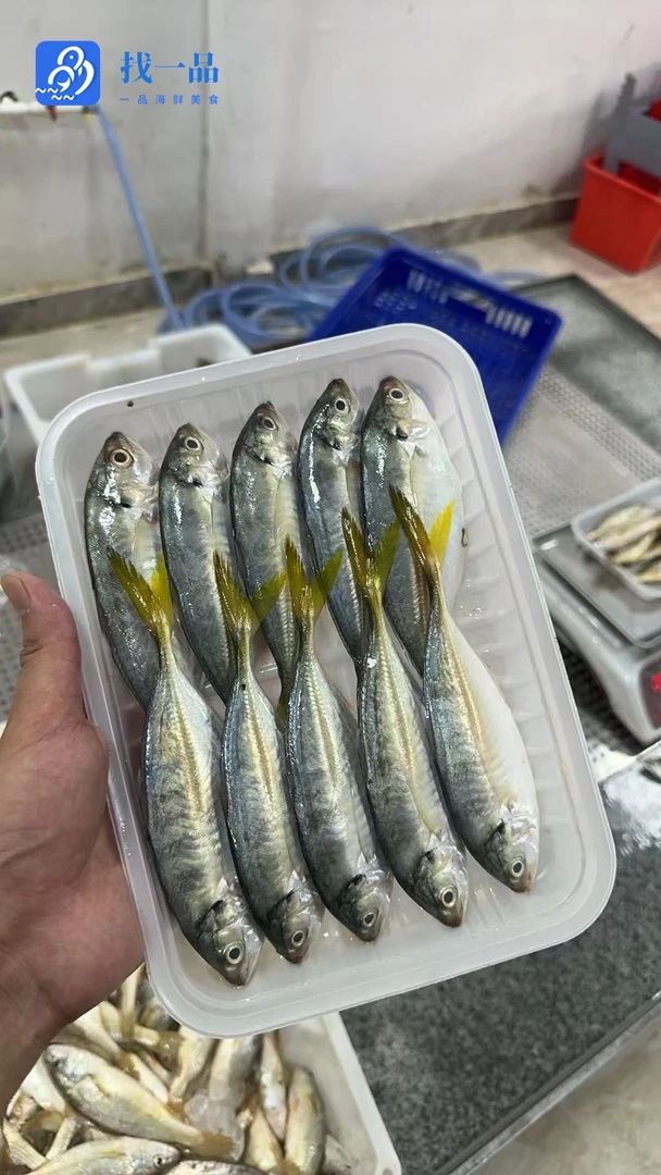 【找一品】汕尾港野生天然黄尾鱼 黄尾池