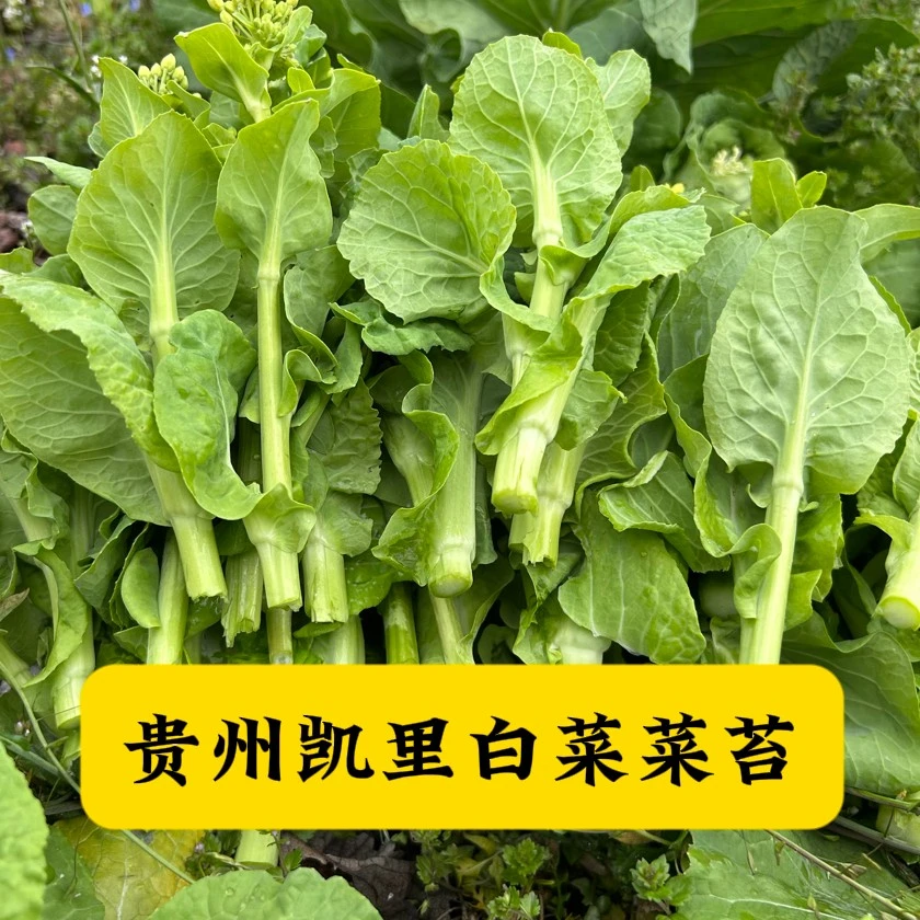 【现摘现发】贵州黔东南州凯里农家肥种植新鲜白菜菜苔