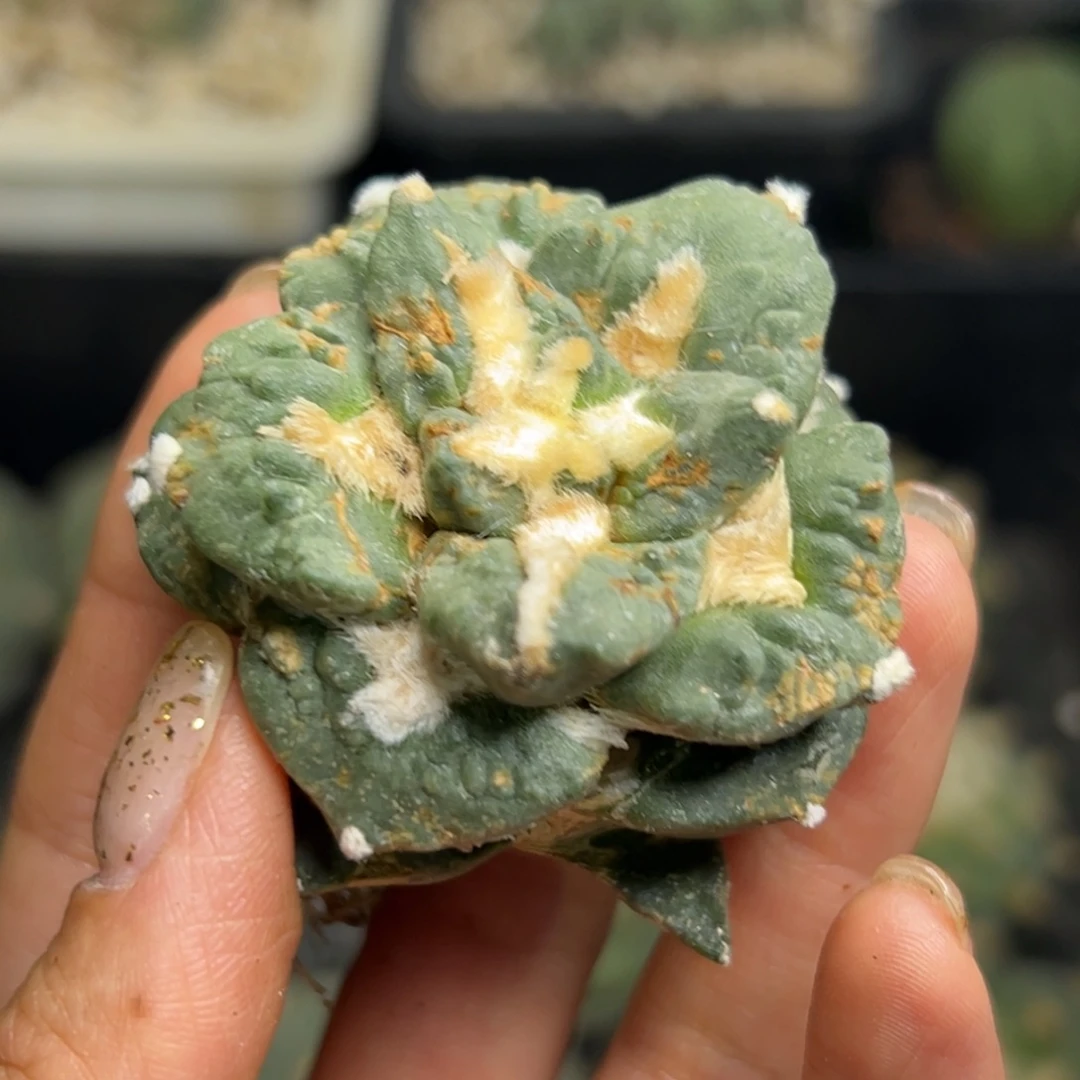 人***铺50 有根 仙人球的世界