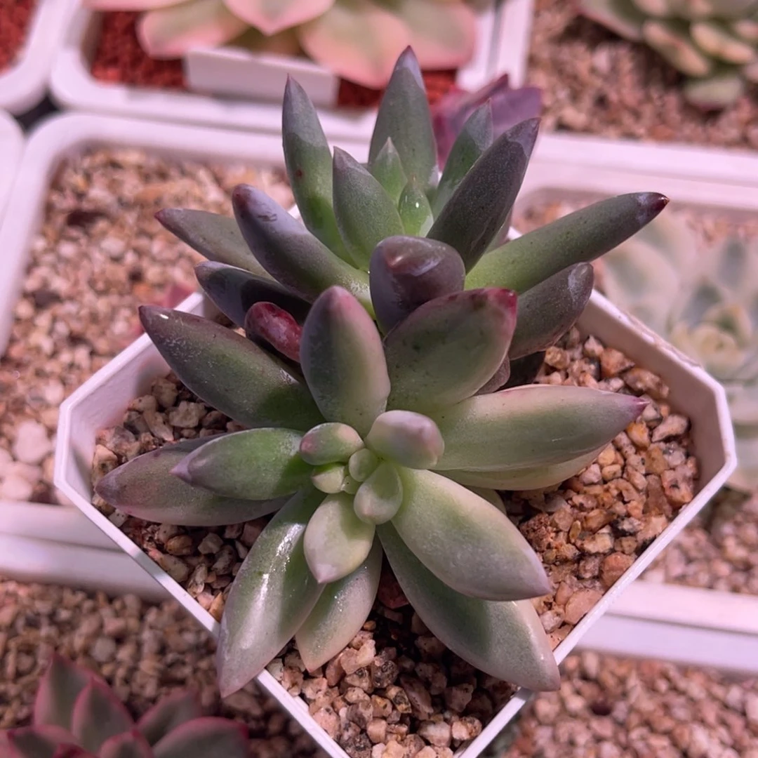 尚品特价所罗门锦