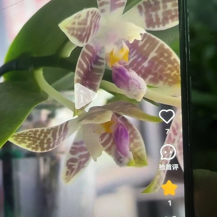 当前无花栽培后可以开花蓝柯柠1.7