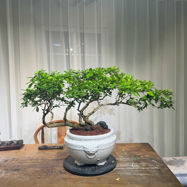 [永栀盆景]老桩海岛栀子花 一物一拍