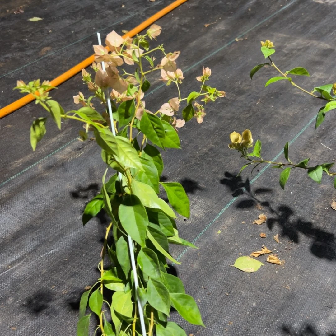 无花朵【41号暗斑马斯一棵】