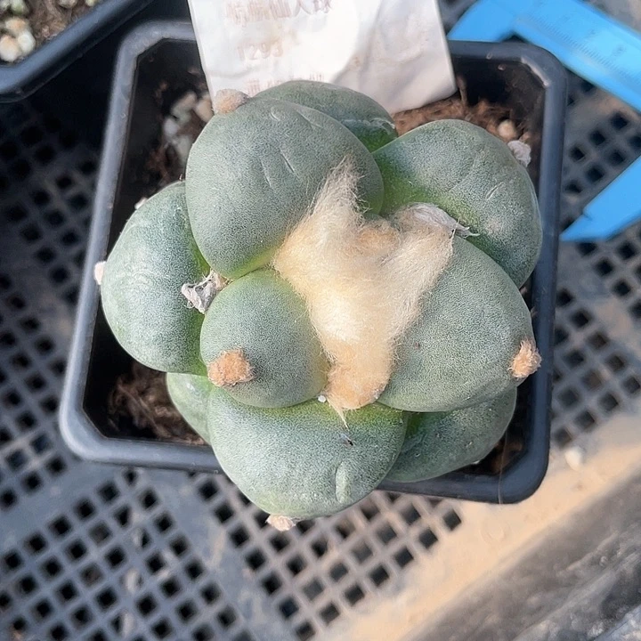 无**东仙人球苗接青瓷1293