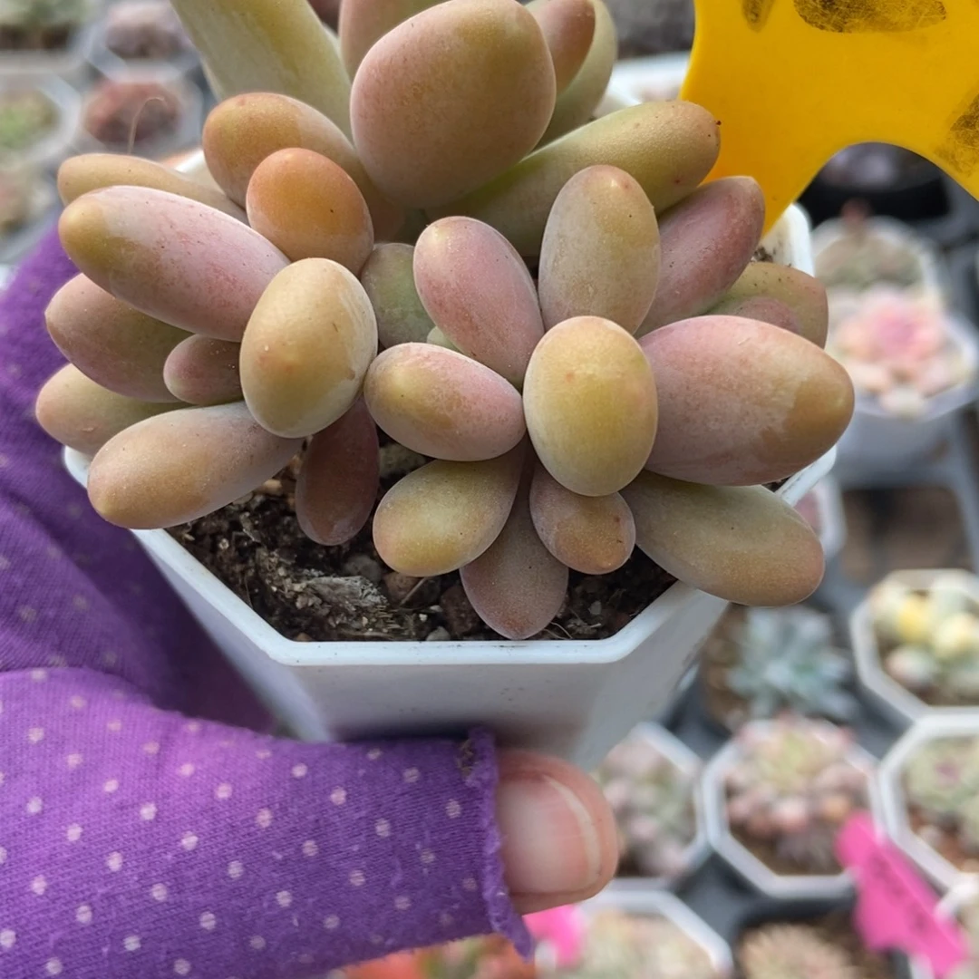 1929芒果奶多肉植物