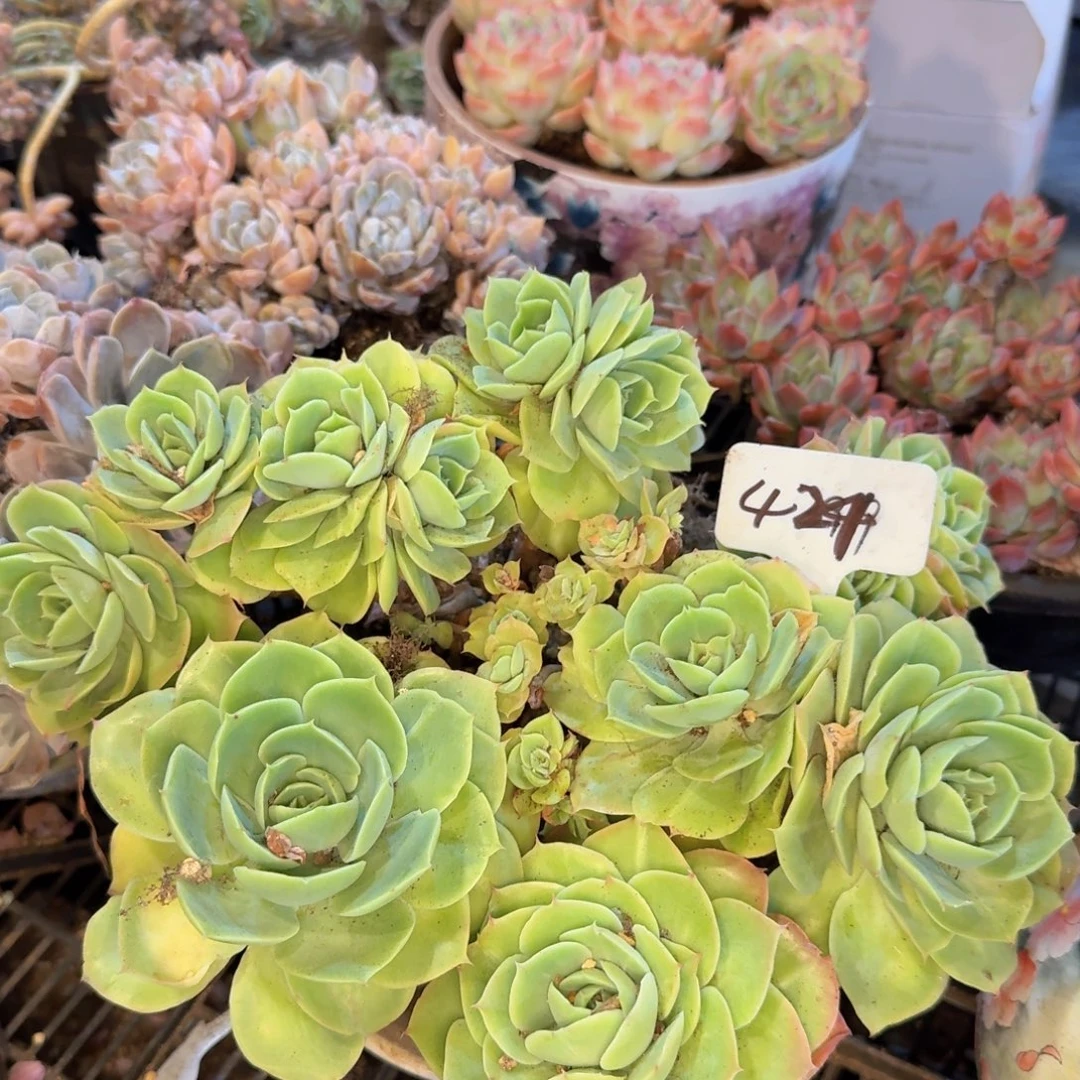 多肉植物的生长发育和