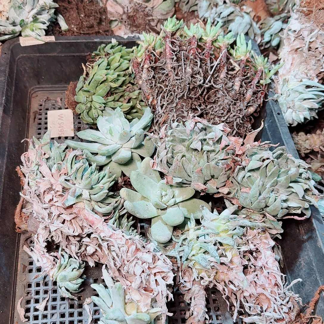 瑕疵框拍随机发不售后9颗