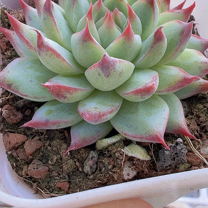梦瑶多肉植物19包邮