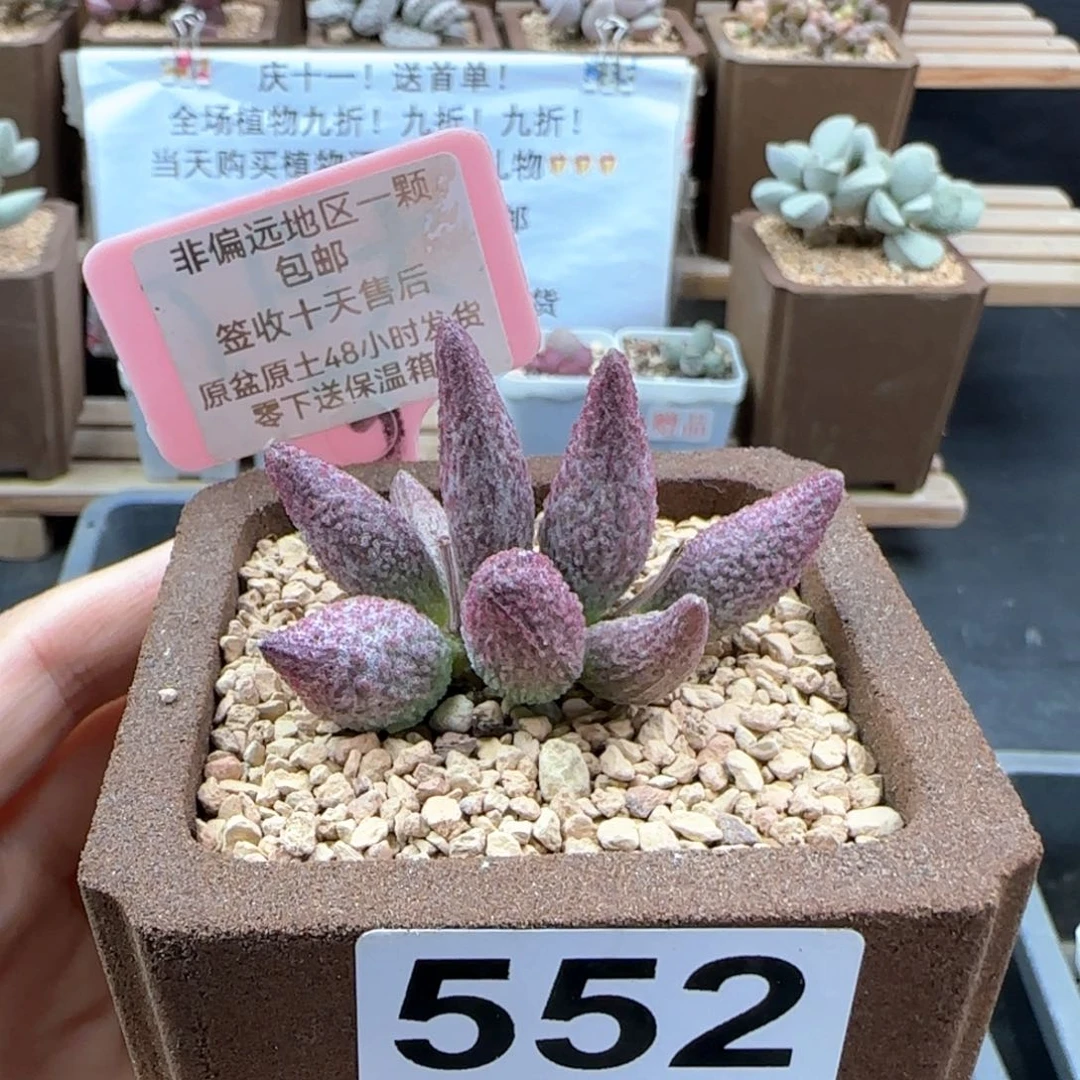 552猪尾巴多肉植物