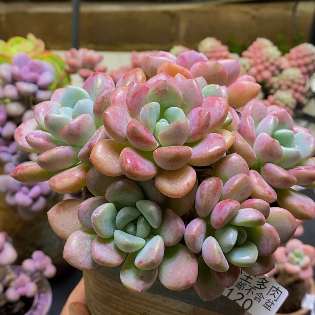 120花斑鹿15cm多肉