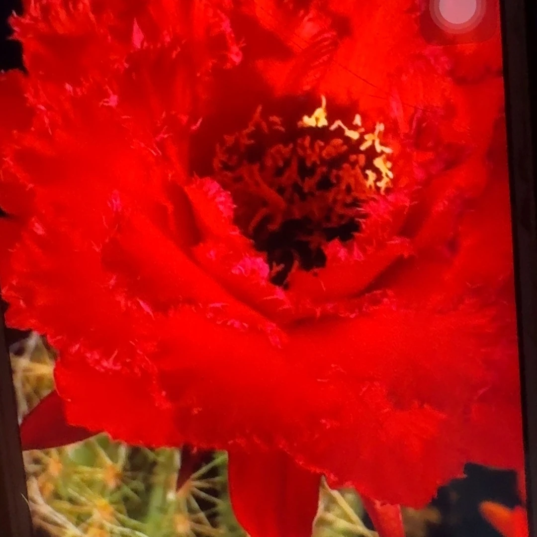 35侧芽5公分毛花柱