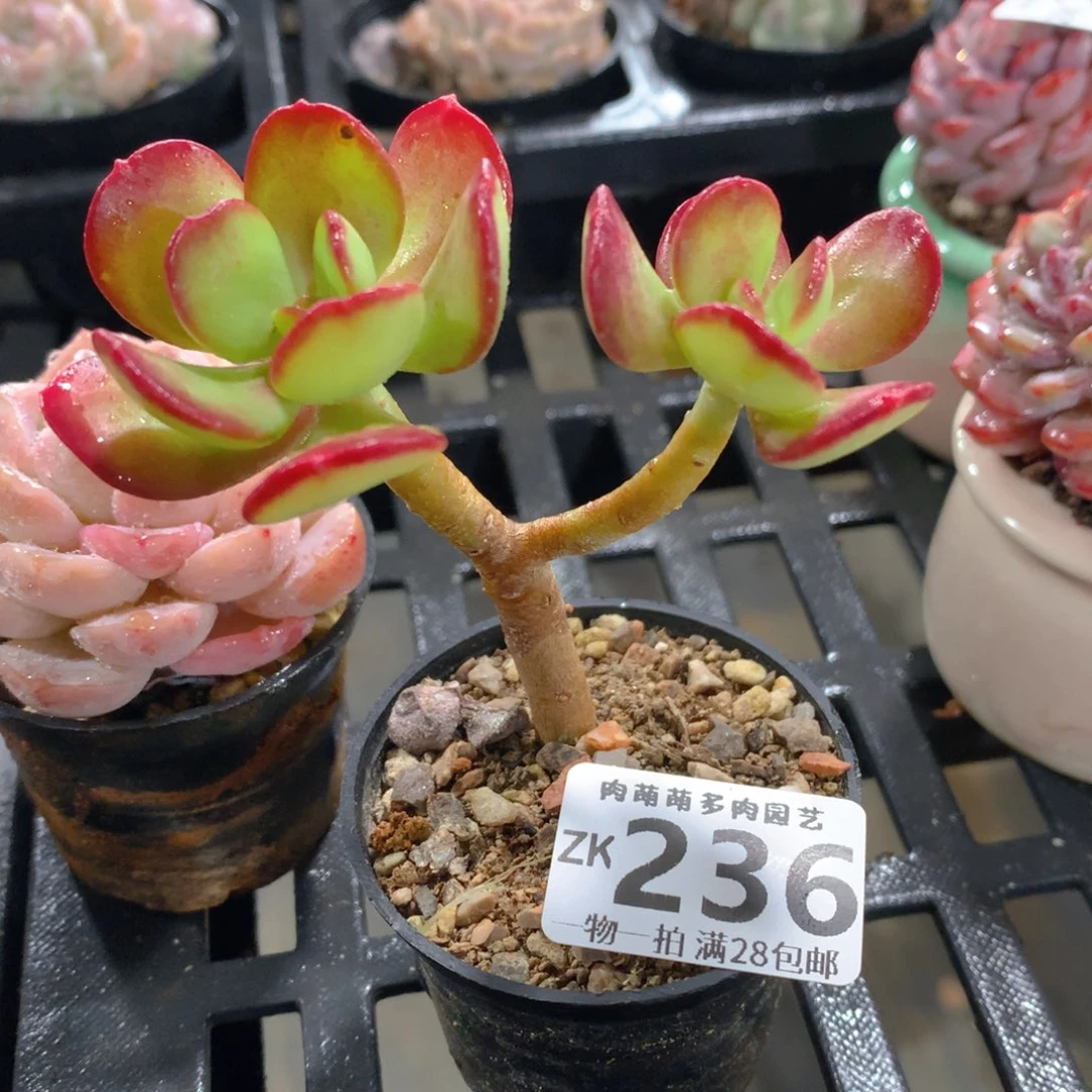 肉萌萌拇指盆精控多肉ZK236