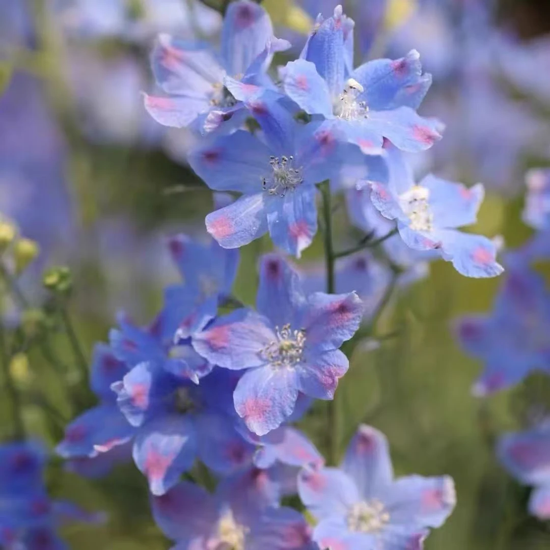 【小花飞燕草种子】四季种植盆栽地栽阳台小院种植