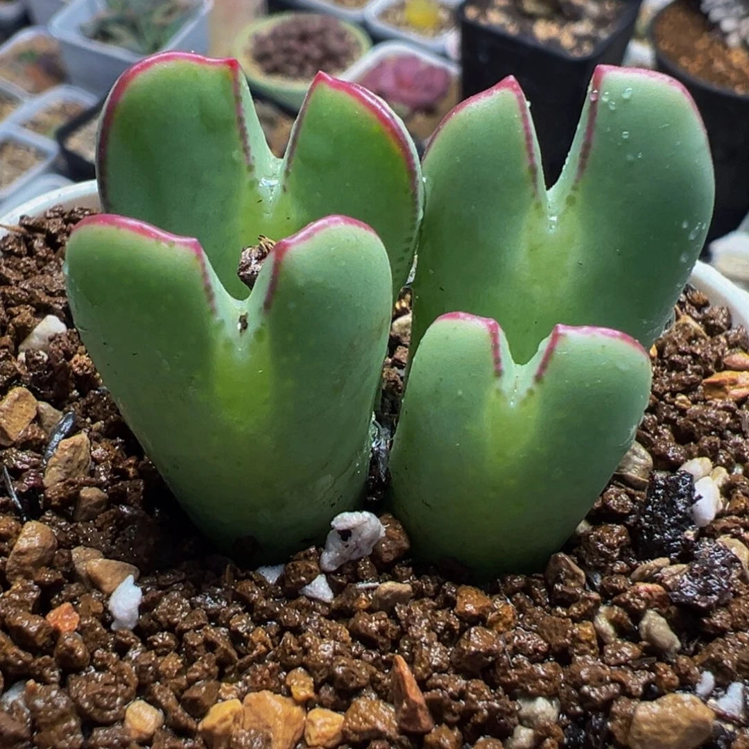 541多肉植物种类多样