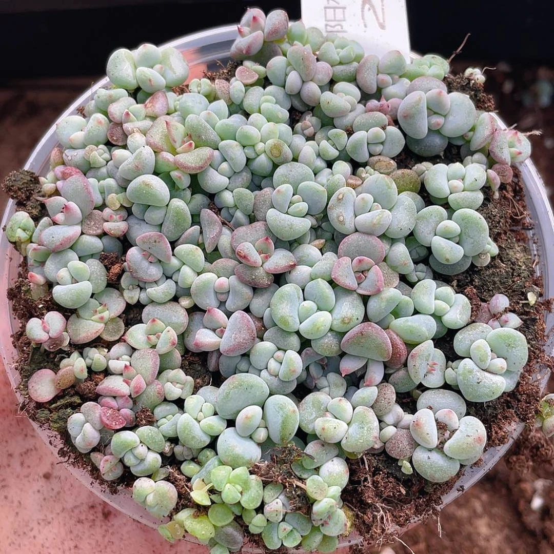 多肉植物多肉植物289