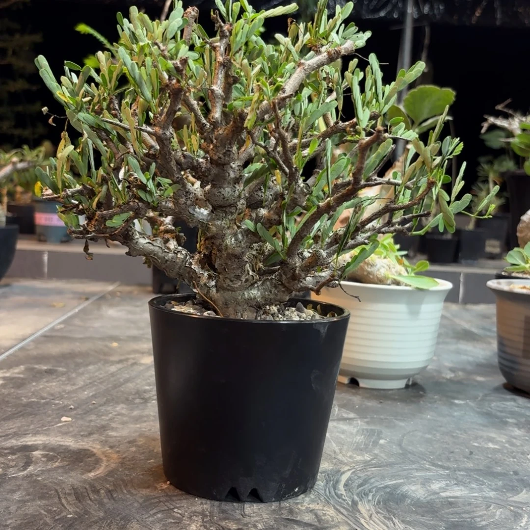 念珠苏木3699999999999