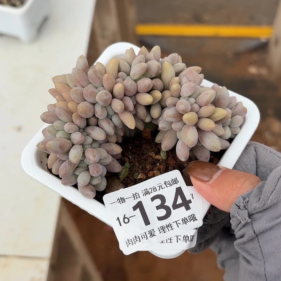 汤圆缀化无盆土发货无盆