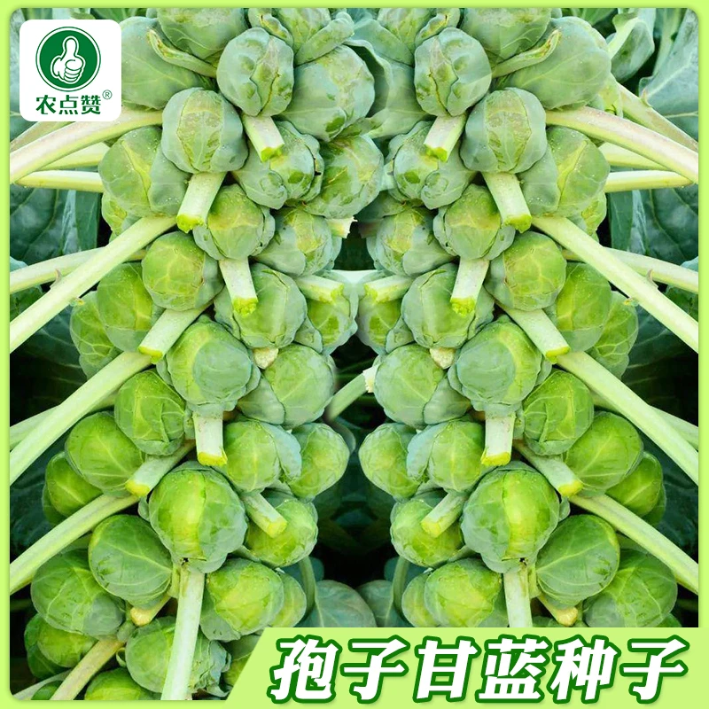 【孢子甘蓝种子】盆栽地栽观赏蔬菜春秋播蔬菜种孑阳台种植