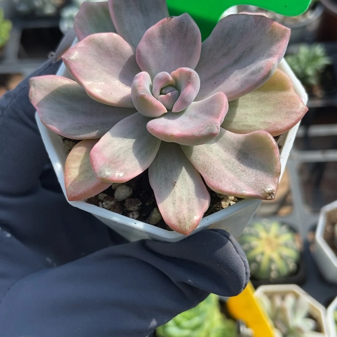 3010彩虹糖锦多肉