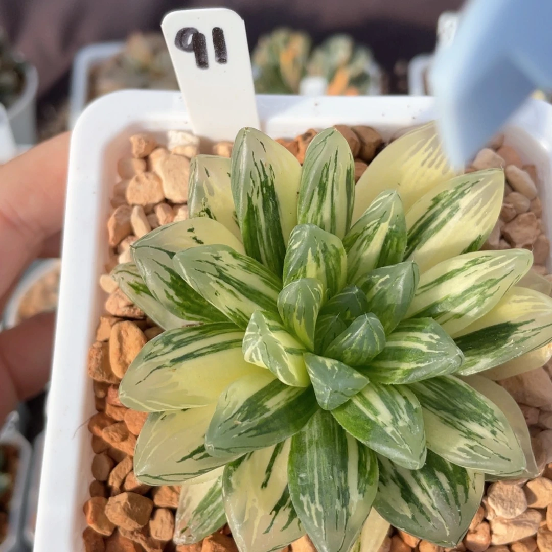 91花火锦母本。