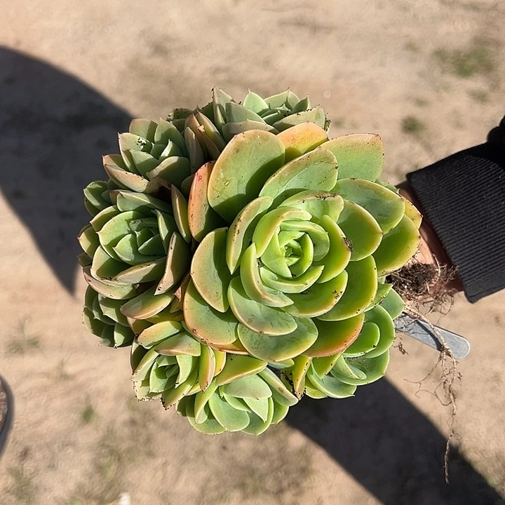 星纳塔多头自然群无砍