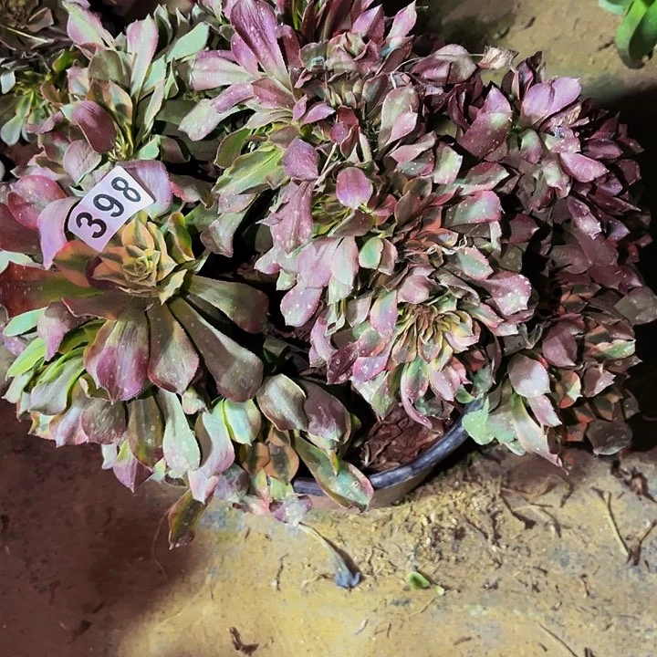 398香妃多肉植物