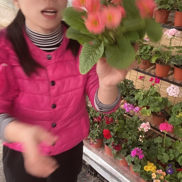 报春花和姐姐姐姐咯哦