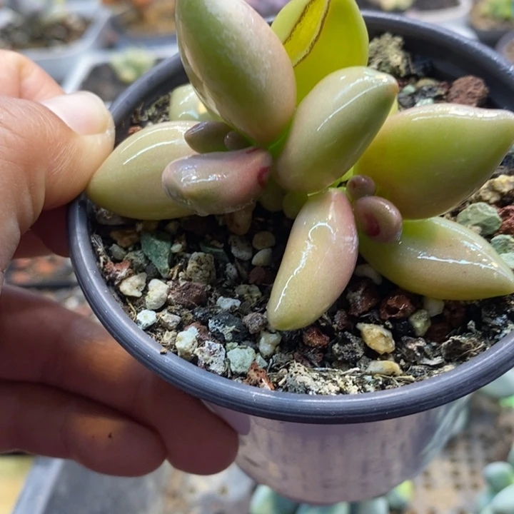 379号香蕉桃花奶变异，微瑕，带拉丝